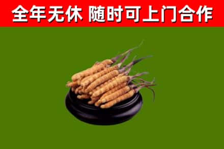 江口烟酒回收冬虫夏草.jpg